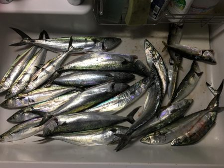 今年初太刀とサゴシ祭り